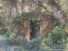 IMG_8445