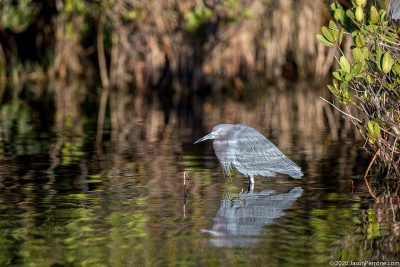 egret-merritt-island-wildlife-refuge-1-5-2020