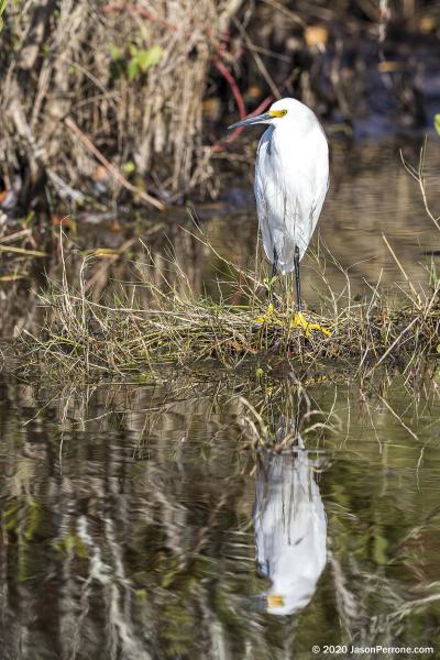great-egret-merritt-island-wildlife-refuge-1-8-2020-2500px