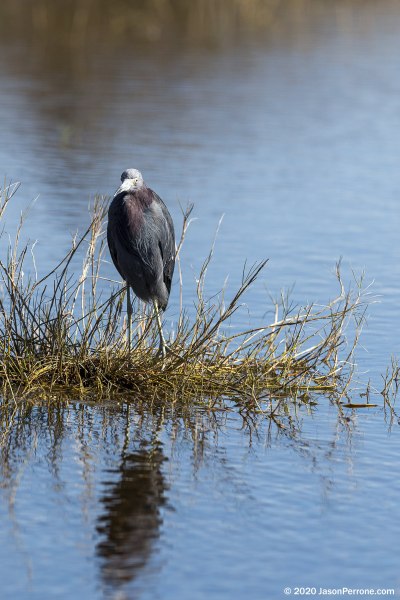 little-blue-heron-merritt-island-wildlife-refuge-1-8-2020-2500px
