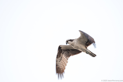 osprey-fishing-merritt-island-wildlife-refuge-1-5-2020