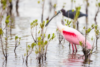 rosette-spoonbill-merritt-island-wildlife-refuge-1-4-2020-2500px