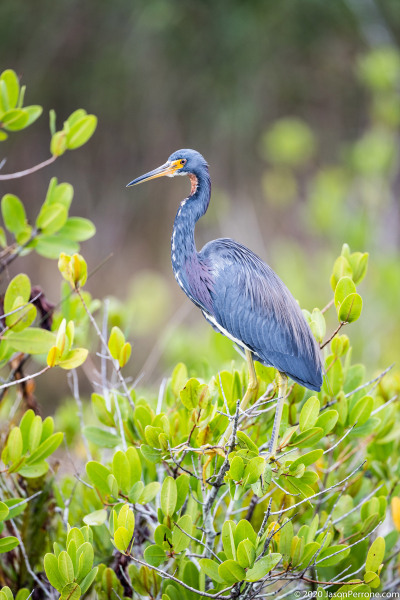 tricolored-heron-merritt-island-wildlife-refuge-1-4-2020