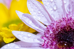 flower-photography-3