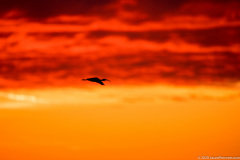Ibis-in-flight-sunset-merritt-island-wildlife-refuge-1-4-2020