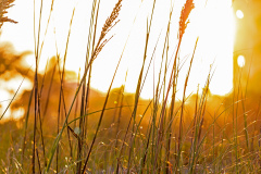 seagrass-cocoa-beach-florida-1-2500