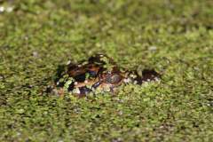 baby-gator2-2500