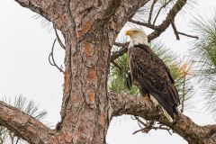 bald-eagle-merritt-island-wildlife-refuge-9-8-2018-2-2500px
