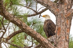 bald-eagle-merritt-island-wildlife-refuge-9-8-2018-2500px