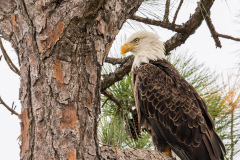 bald-eagle-merritt-island-wildlife-refuge-9-8-2018-3-2500px