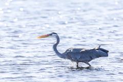 blue-heron-merritt-island-wildlife-refuge-1-8-2020-2-2500px