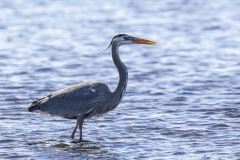 blue-heron-merritt-island-wildlife-refuge-1-8-2020-2500px