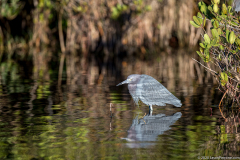 egret-merritt-island-wildlife-refuge-1-5-2020