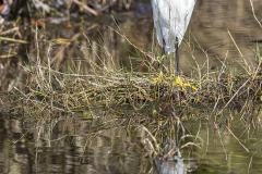 great-egret-merritt-island-wildlife-refuge-1-8-2020-2500px
