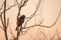hawk-in-tree-merritt-island-wildlife-refuge-1-5-2020