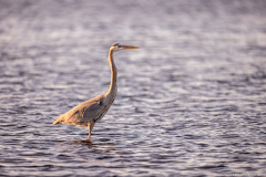 heron-fishing-merritt-island-wildlife-refuge-1-5-2020