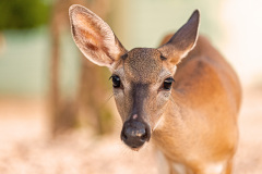 key-deer-big-pine-key-6-2019-2-2500