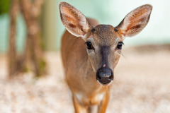 key-deer-big-pine-key-6-2019-8bit-2500