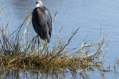 little-blue-heron-merritt-island-wildlife-refuge-1-8-2020-2500px