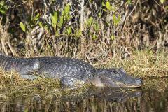 resting-gator-merritt-island-wildlife-refuge-1-8-2020-2-website