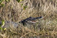 resting-gator-merritt-island-wildlife-refuge-1-8-2020-3-website