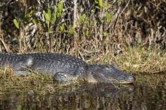 resting-gator-merritt-island-wildlife-refuge-1-8-2020-website