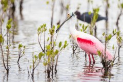 rosette-spoonbill-merritt-island-wildlife-refuge-1-4-2020-2500px