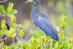 tricolored-heron-merritt-island-wildlife-refuge-1-4-2020