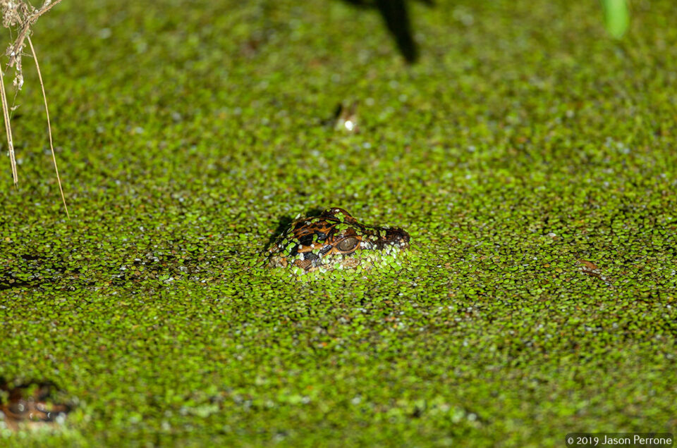Baby Alligator is floating in the water waiting on some food.